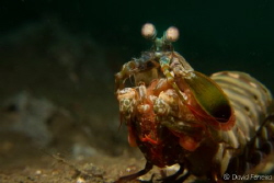 Big mantis shrimp swimming by David Ferreira 